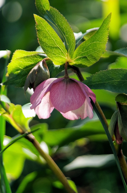 lenten-rose12af.jpg