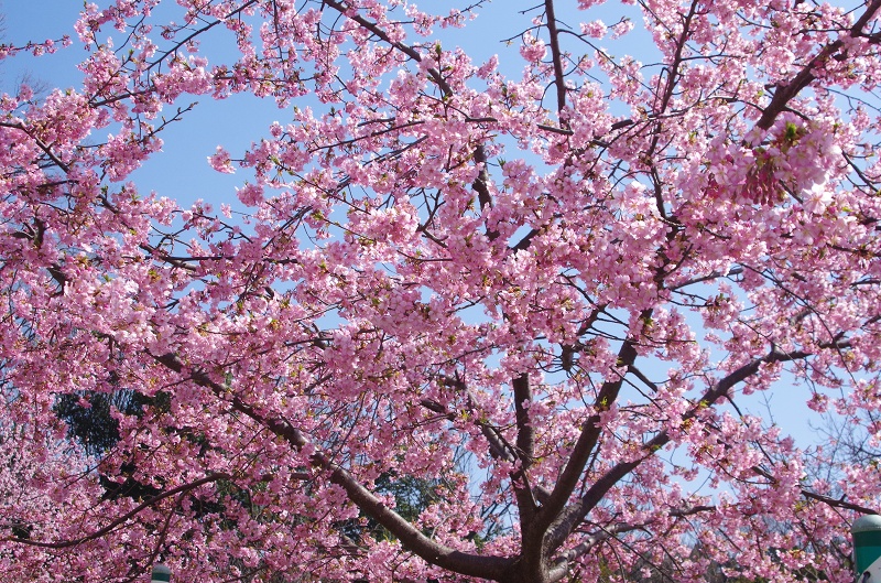 sakura-kawadu01af.jpg