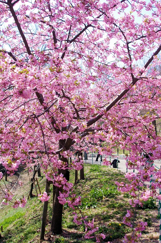 sakura-kawadu08af.jpg