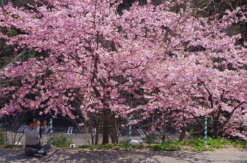 sakura-kawadu15af.jpg