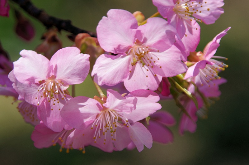 sakura-kawadu17af.jpg