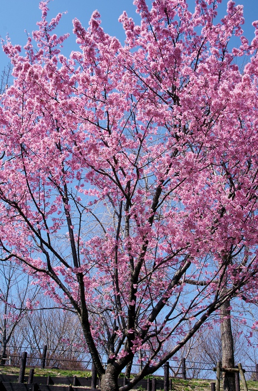 sakura-okame02af.jpg