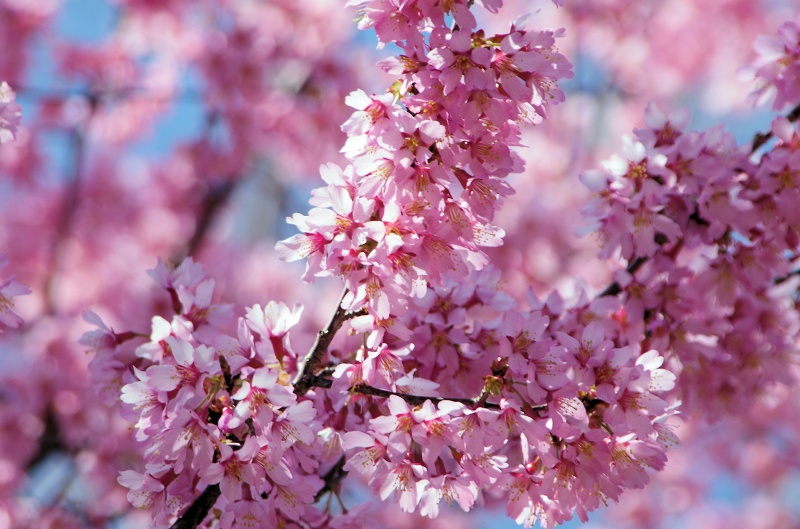 sakura-okame07af.jpg