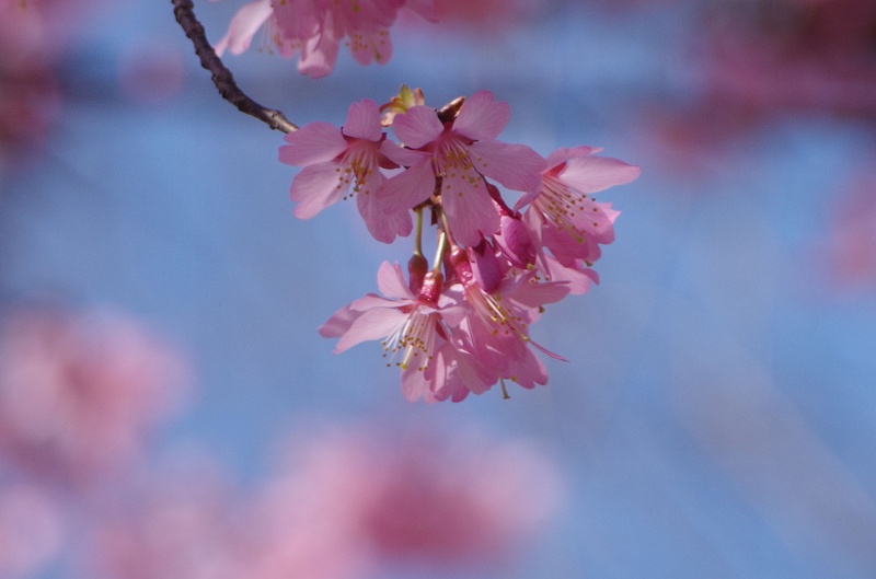 sakura-okame12xaf.jpg