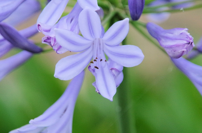 agapanthus-07af.jpg