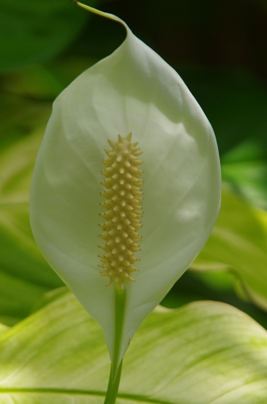 spathiphyllum-03af.jpg