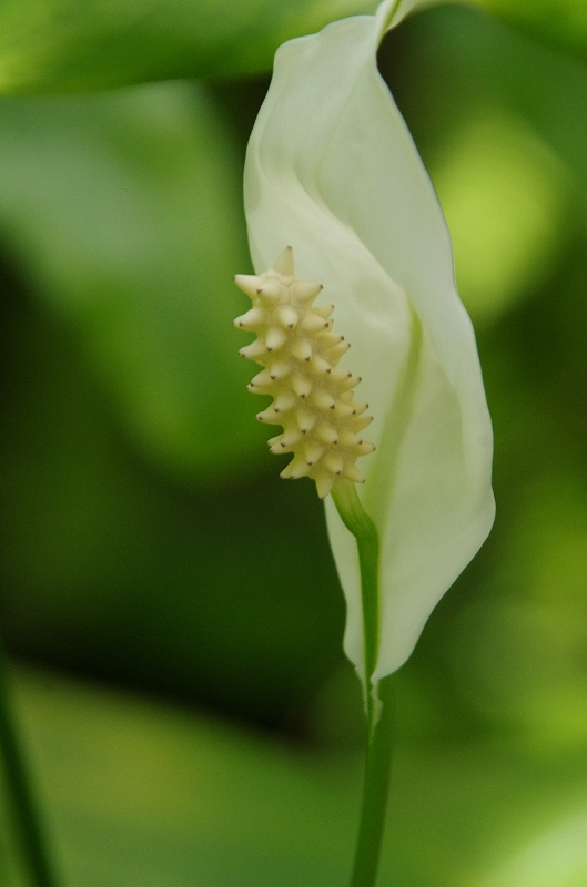 spathiphyllum-08af.jpg