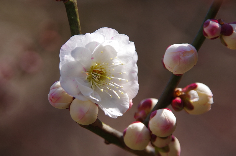 ume-omoi_mama-02af.jpg