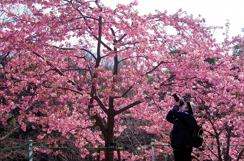 sakura-kawazu-09af.jpg