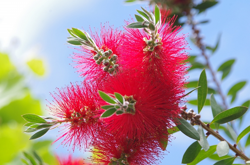 callistemon-07af.jpg