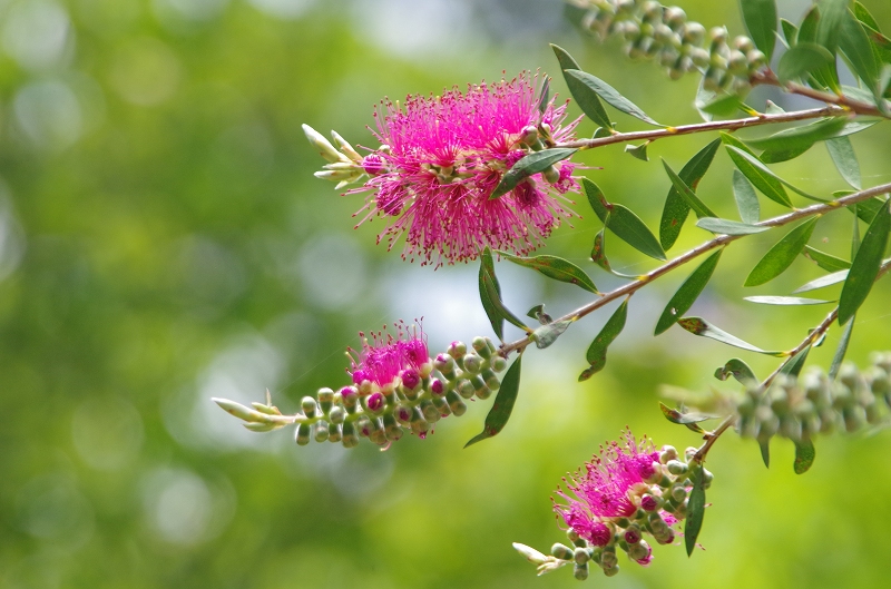 callistemon-33af.jpg