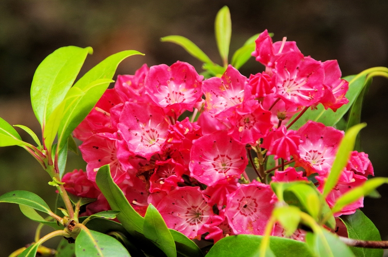 kalmia-11af.jpg