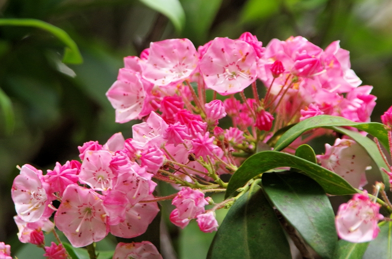 kalmia-19af.jpg