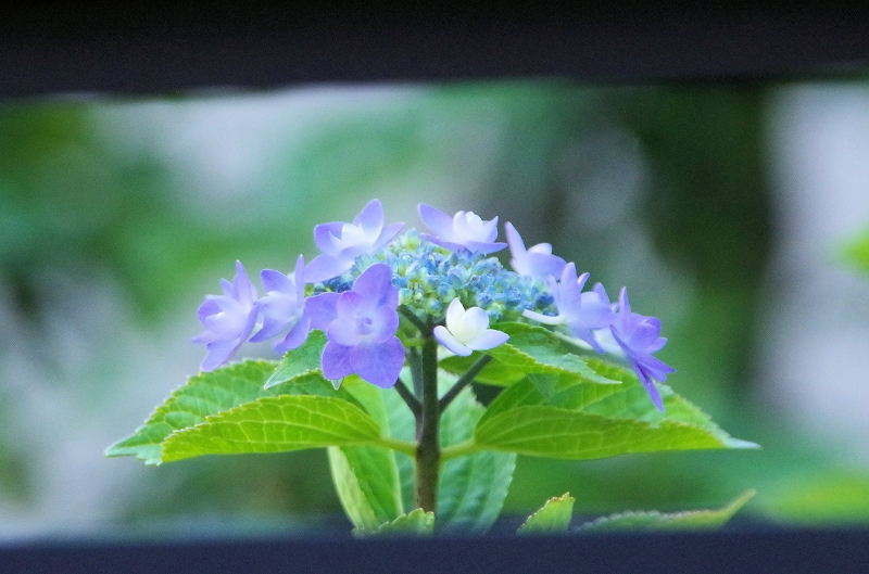 aji06-07af.jpg