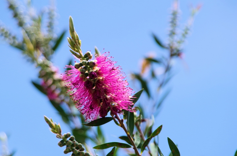 callistemon-25af.jpg