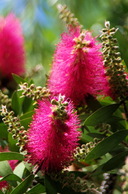 callistemon-72af.jpg