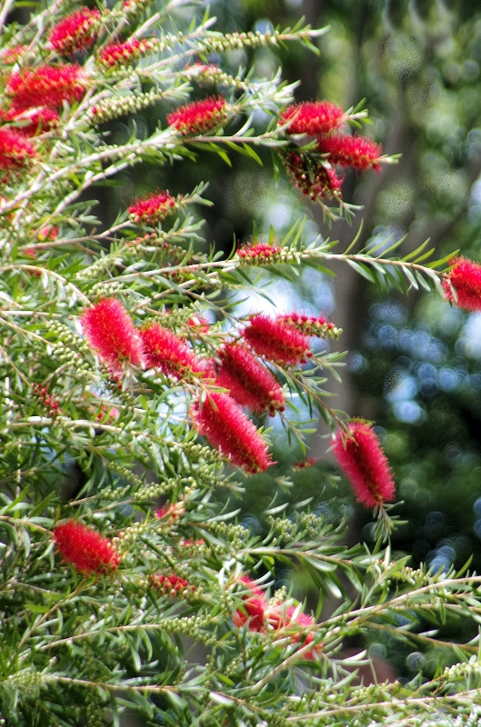 callistemon-76af.jpg