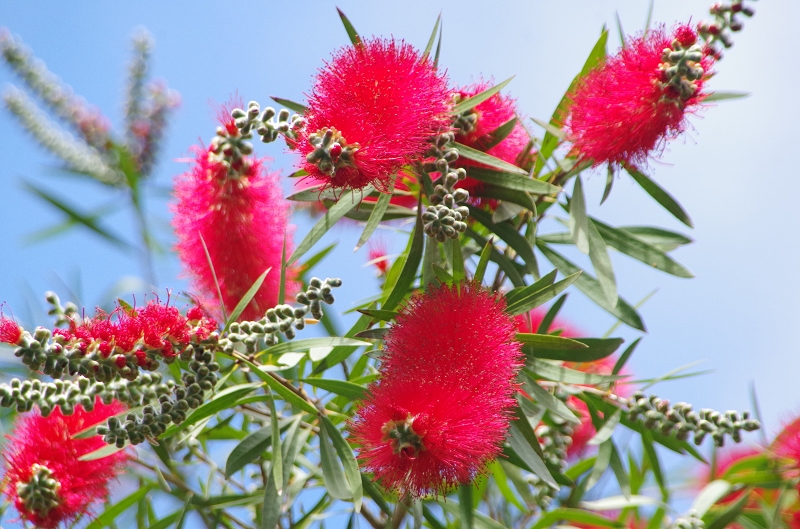 callistemon-86af.jpg