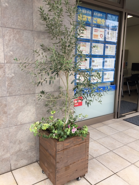 弊社のシンボルツリー オリーブの寄せ植え 今月はよく咲くスミレを植えました 丸和不動産 社長ブログ