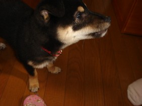 遊んで