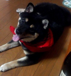 バンダナ