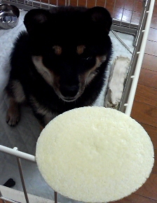 ミルクせんべい