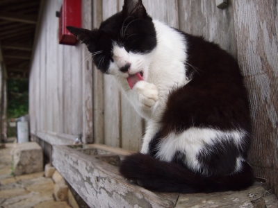 ねこ