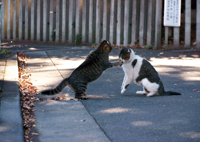 DSC01714-1c.jpg
