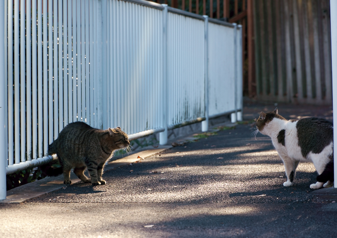 DSC01713c.jpg