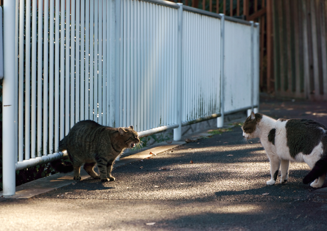 DSC01711c.jpg
