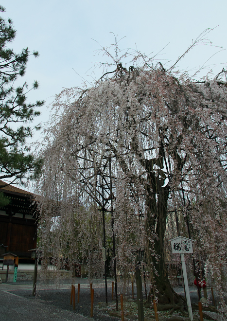 DSC04876-2a.jpg