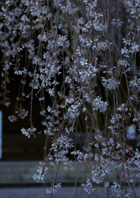 DSC04862a.jpg