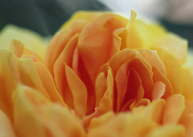 P5112851a.jpg