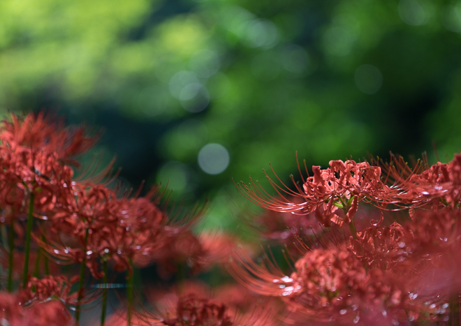 DSC03383-11.jpg