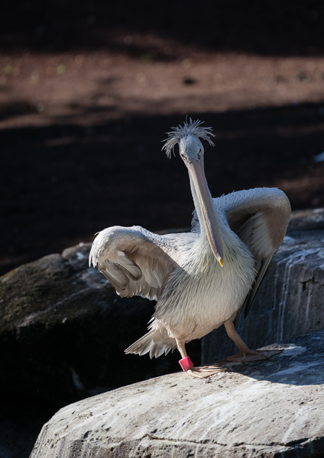 DSC04259-11.jpg
