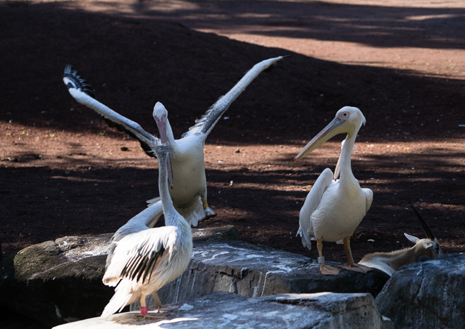 DSC04269-11.jpg