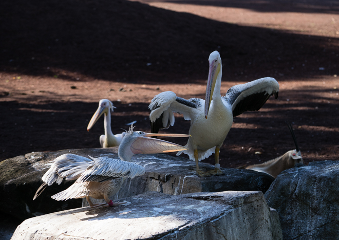DSC04274-11.jpg