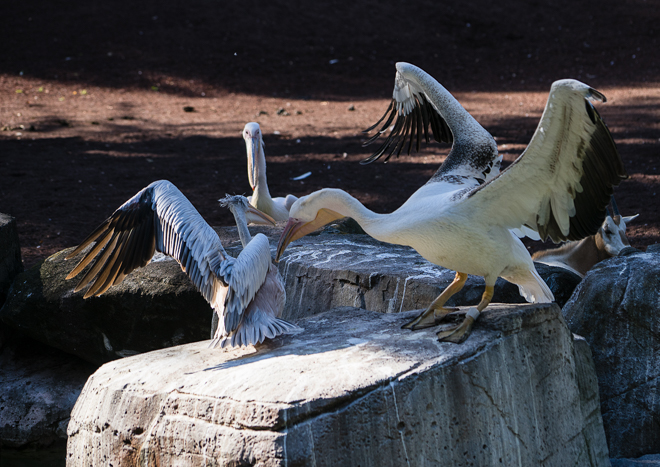 DSC04275-11.jpg