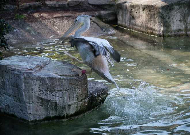 DSC04284-11.jpg