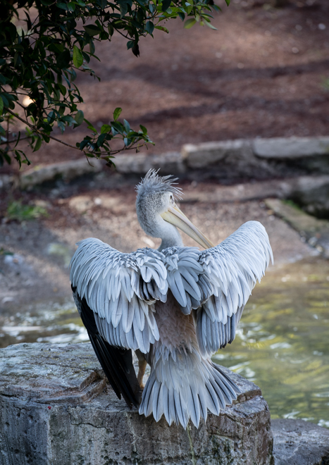 DSC04288-11.jpg