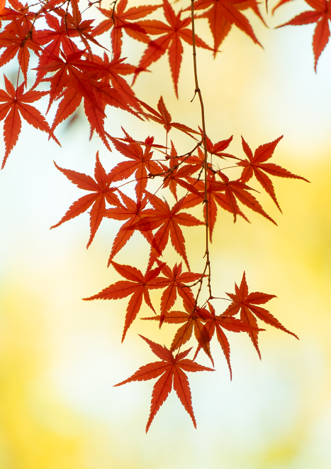 DSC07945-Edit-a.jpg