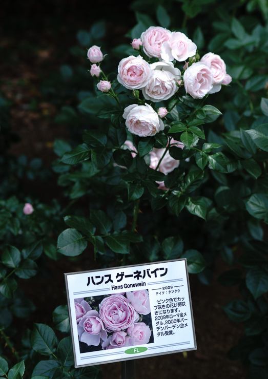 DSC05573-44.jpg