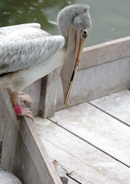 DSC01452-11.jpg