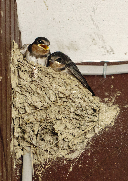 DSC08085-11.jpg