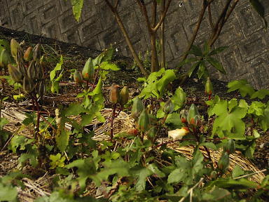 Tororo-aoi seeds and late flower