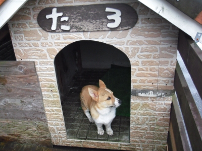 犬4