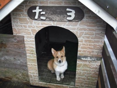 犬5