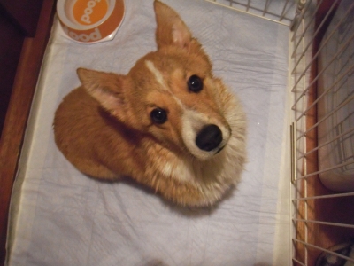 こぎ1