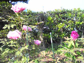 Image237牡丹写メール.jpg