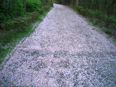 R0030312裏道の桜並木_400.jpg